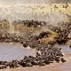 Serengeti Great Wildebeest Migration Safari 2024 – 2025