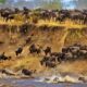 The Annual Wildebeest Migration Safari