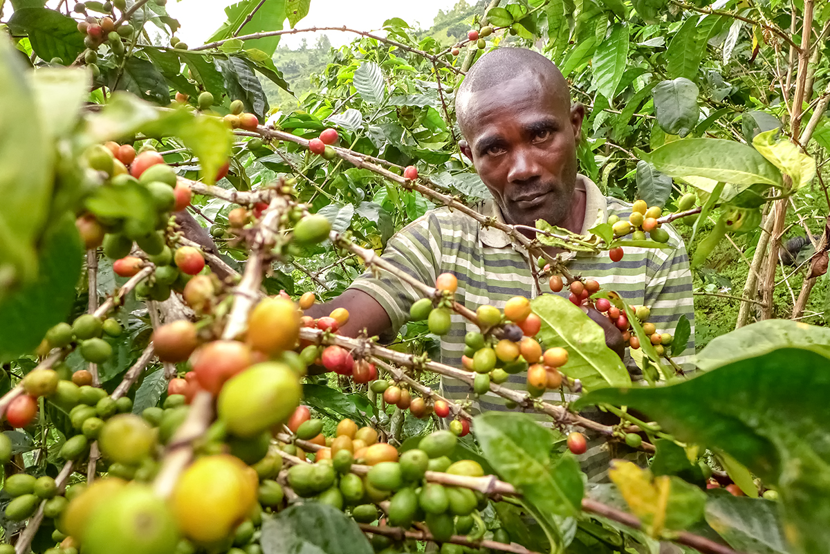 The Coffee Experience Tour in Lake Kivu