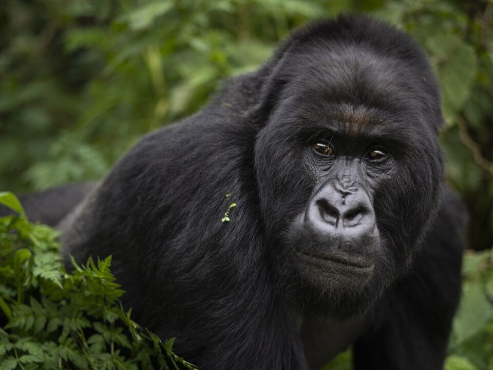 Uganda Gorilla Permits Cost & Price for 2024-2025