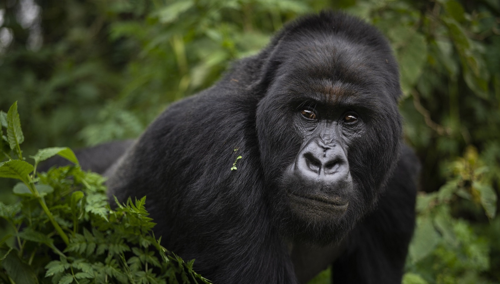 Uganda Gorilla Permits Cost & Price for 2024-2025 - Apes of Uganda - Uganda Gorilla Trekking Costs & Pricing
