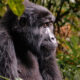 Uganda Gorilla Reisen