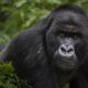 Uganda Gorilla Trekking Costs and Prices for a Gorilla Tour