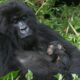 Uganda Gorilla Trekking Safaris 2024-2025