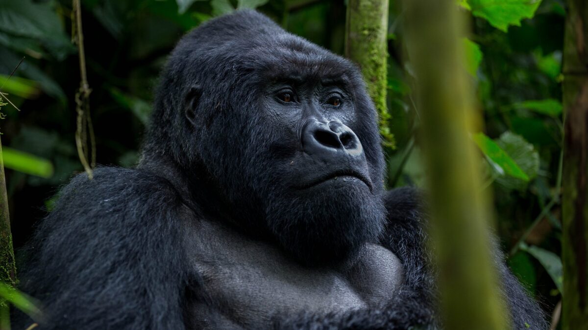 Uganda Gorilla Trekking from Arusha