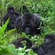 What to Consider before Booking a Gorilla Habituation Experience