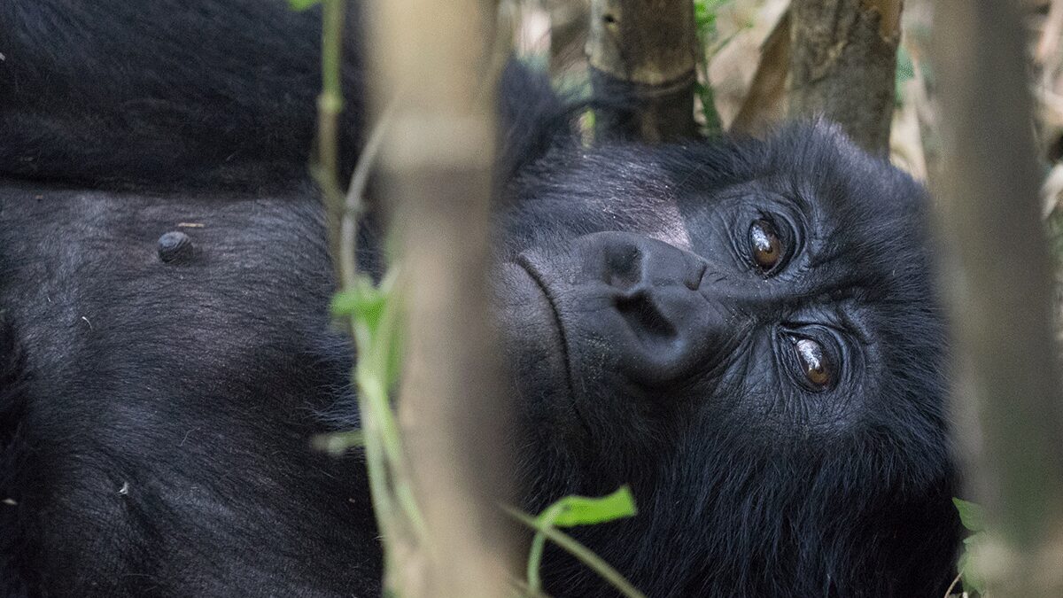 What to do Before Gorilla Tracking?