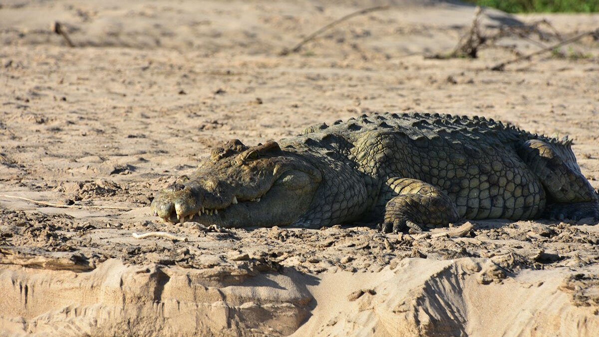 Where to See Crocodiles in Tanzania