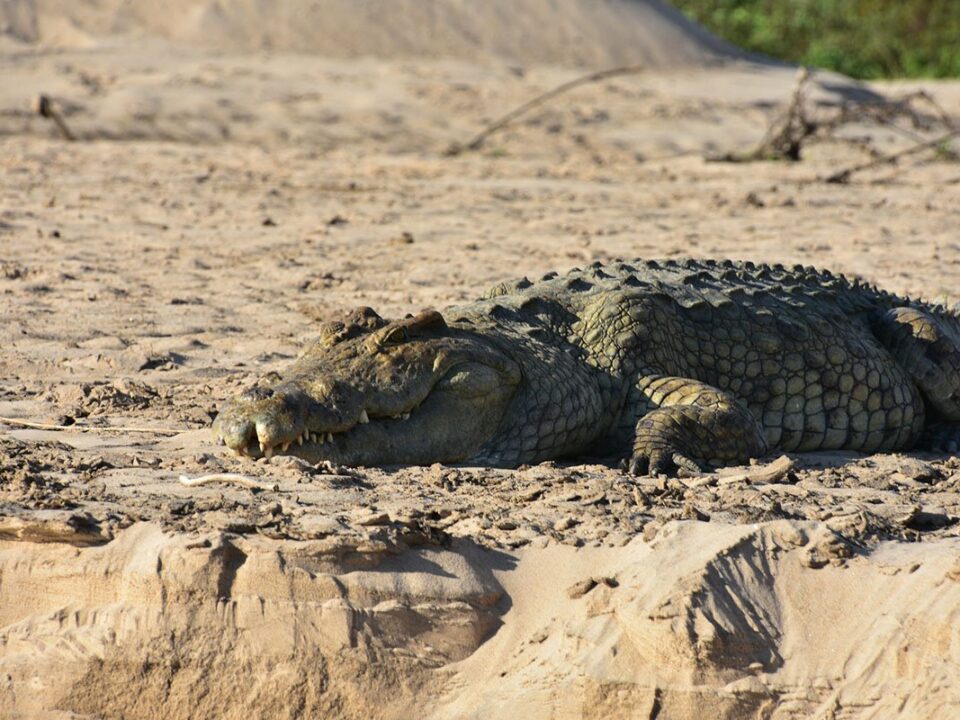 Where to See Crocodiles in Tanzania