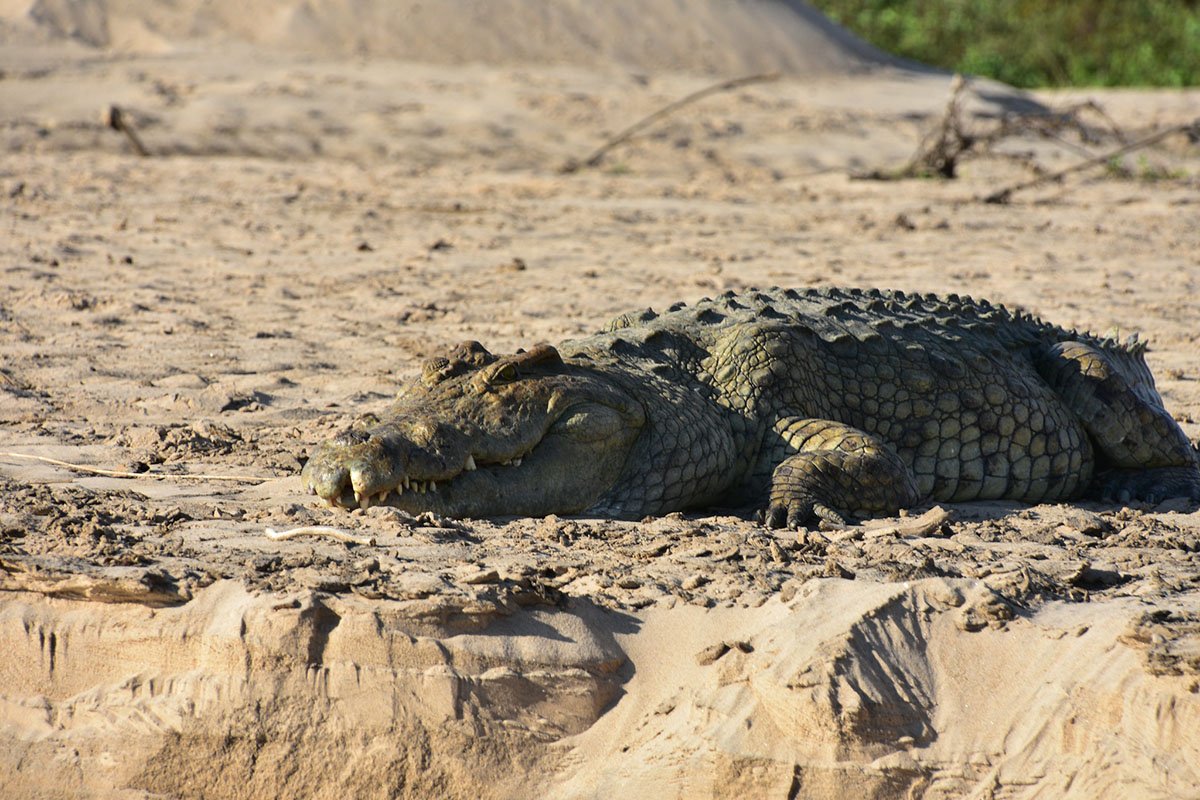 Where to See Crocodiles in Tanzania