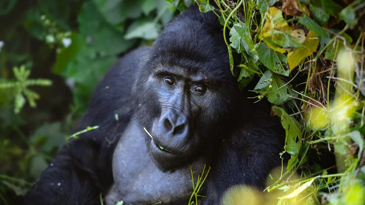 Why Book Group Tours to see Mountain Gorillas?