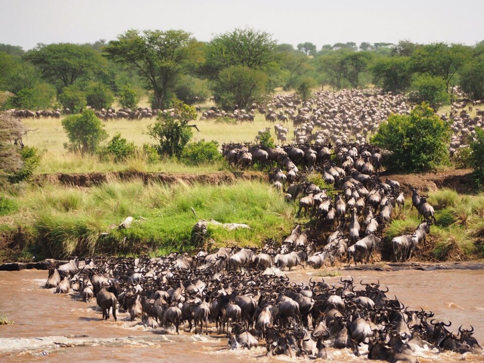 A Guide to Wildebeest Migration Safari