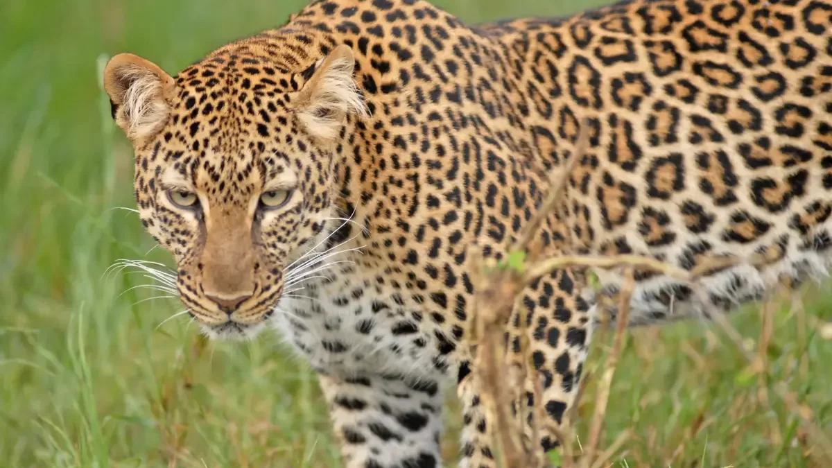 Best National Parks to see Leopards in Kenya