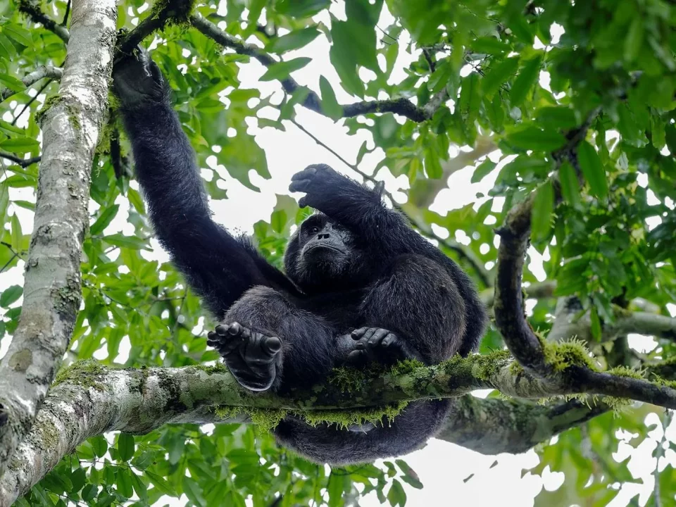 Best Places to see Primates in Kenya
