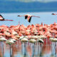 Best Places where to see Flamingos in Tanzania