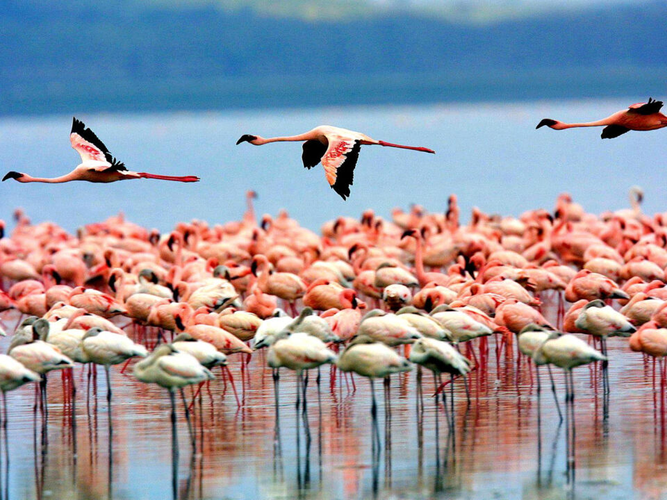 Best Places where to see Flamingos in Tanzania