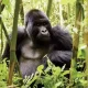 Gorilla Trekking Tours from Angola