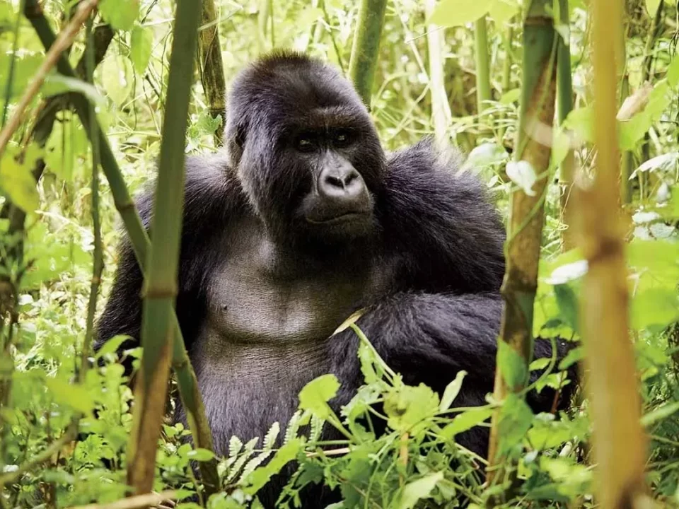 Gorilla Trekking Tours from Angola