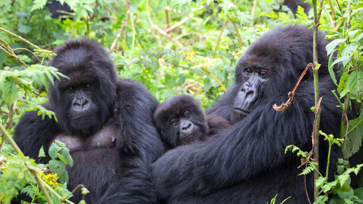 Gorilla Trekking in Bwindi vs Volcanoes National Park