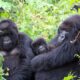 Gorilla Trekking in Bwindi vs Volcanoes National Park