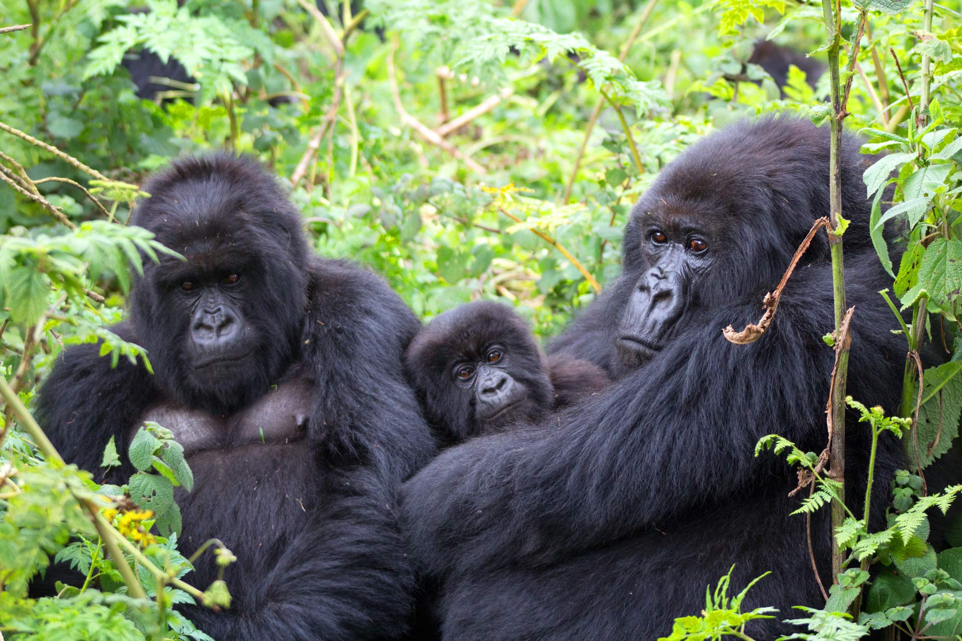 Gorilla Trekking in Bwindi vs Volcanoes National Park - Gorilla Trekking Tours from Madagascar