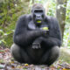Gorilla Trekking in Gabon