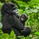 How safe is it to do Gorilla Trekking in Uganda?