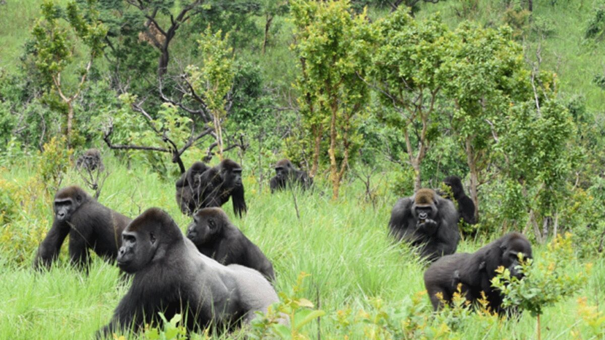 Lesio Louna Gorilla Reserve Republic of Congo
