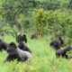 Lesio Louna Gorilla Reserve Republic of Congo