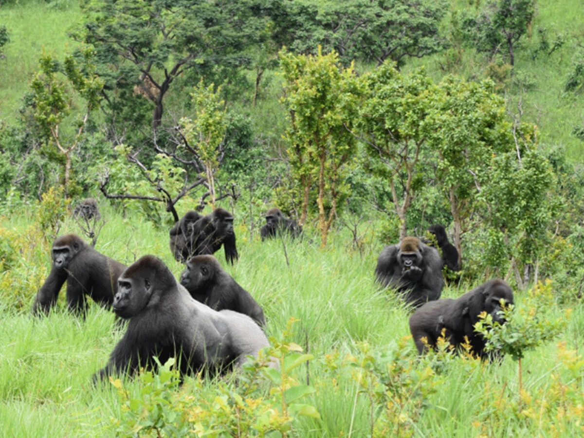 Lesio Louna Gorilla Reserve in the Republic of Congo - How Much Does a Gorilla Permit Cost in Congo?