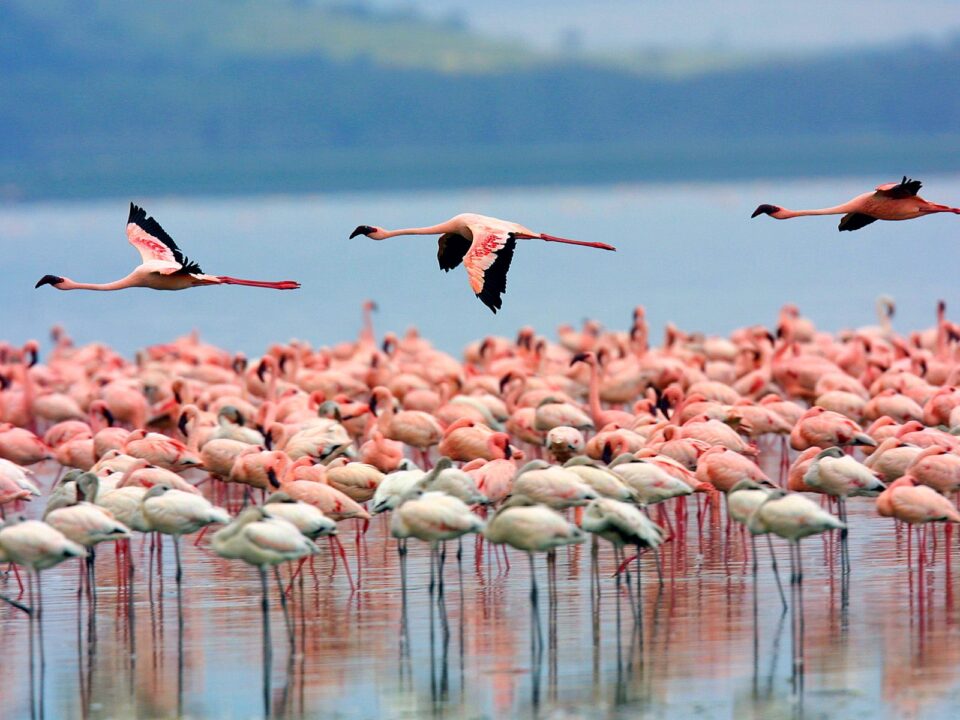 Safari Trip to Kenya to See Flamingos