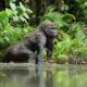 Trekking Western Lowland Gorillas in Gabon