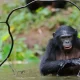 Where to see Bonobos in Africa