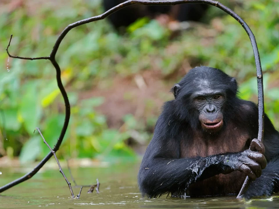 Where to see Bonobos in Africa