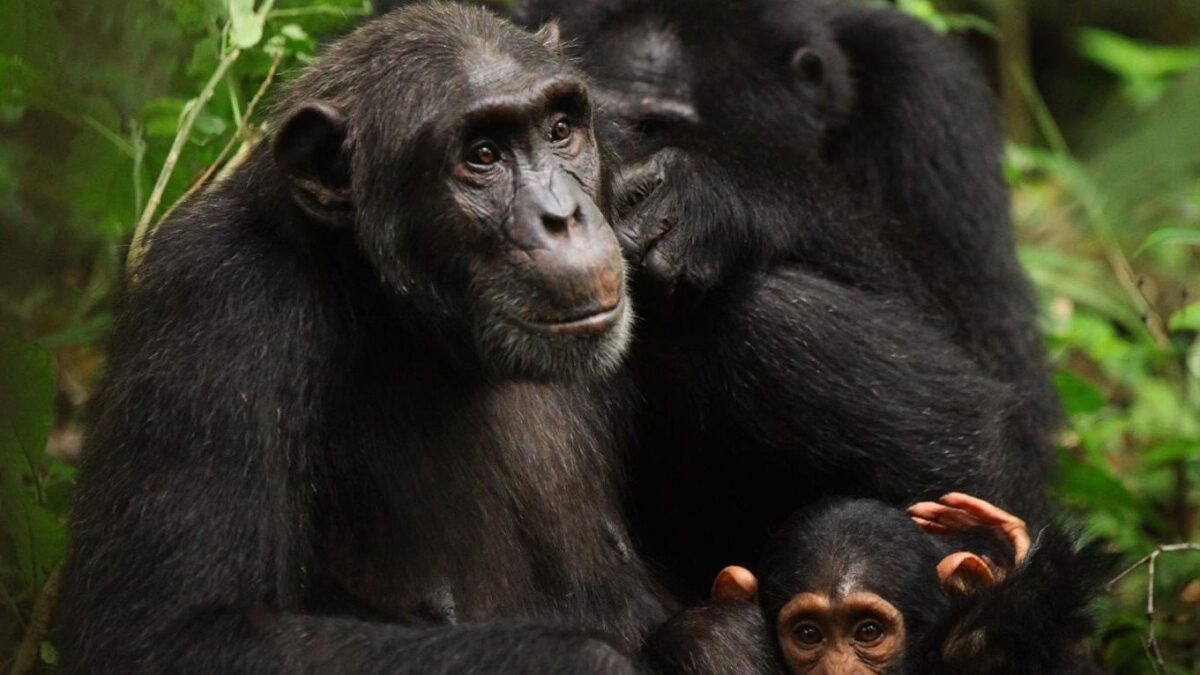 Why Kyambura Gorge Chimp Trekking is not Popular