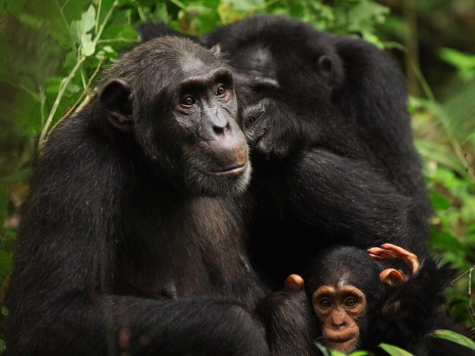 Why Kyambura Gorge Chimp Trekking is not Popular