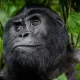 Discounted Rwanda Gorilla Trekking Permits at $500