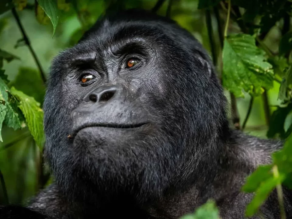 Discounted Rwanda Gorilla Trekking Permits at $500