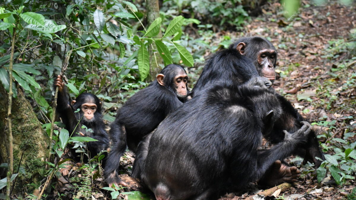 Filming in Ngogo Chimpanzee Research Center