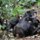 Filming in Ngogo Chimpanzee Research Center