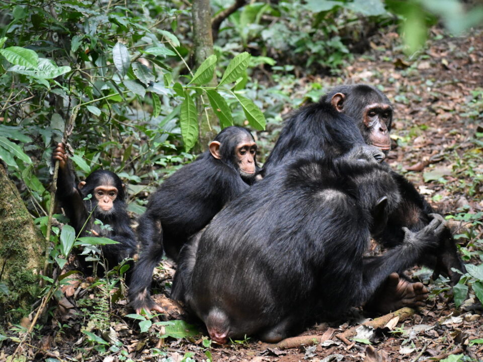 Filming in Ngogo Chimpanzee Research Center