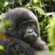 Gorilla Trekking From Nairobi