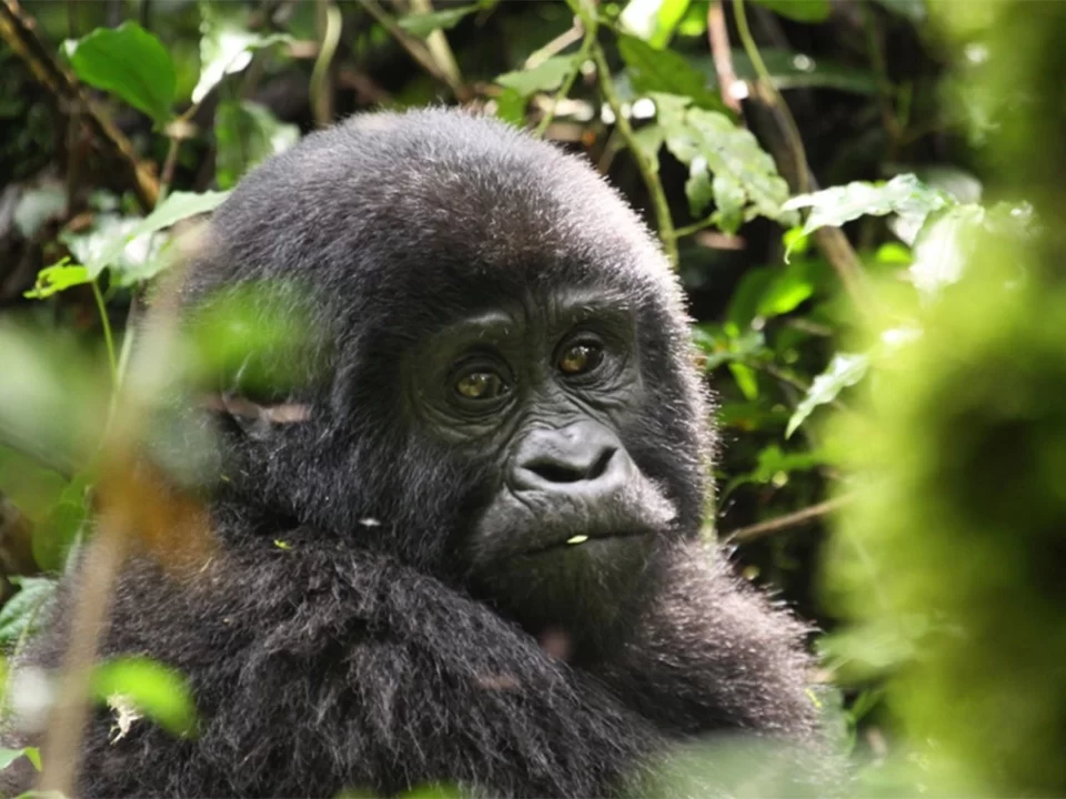 Gorilla Trekking From Nairobi