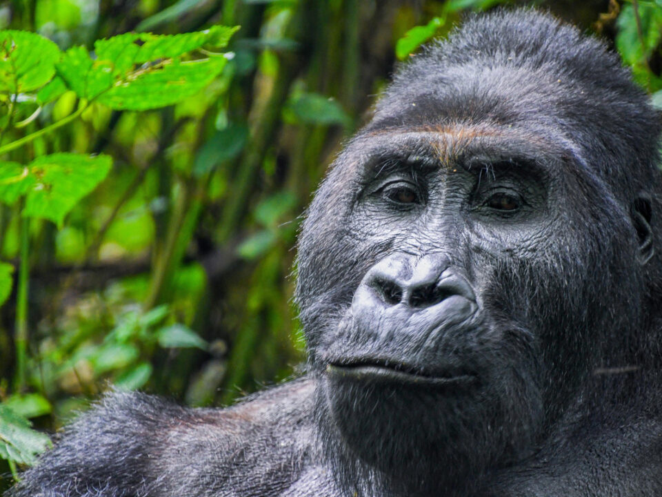 Gorilla Trekking Tours from Cameroon