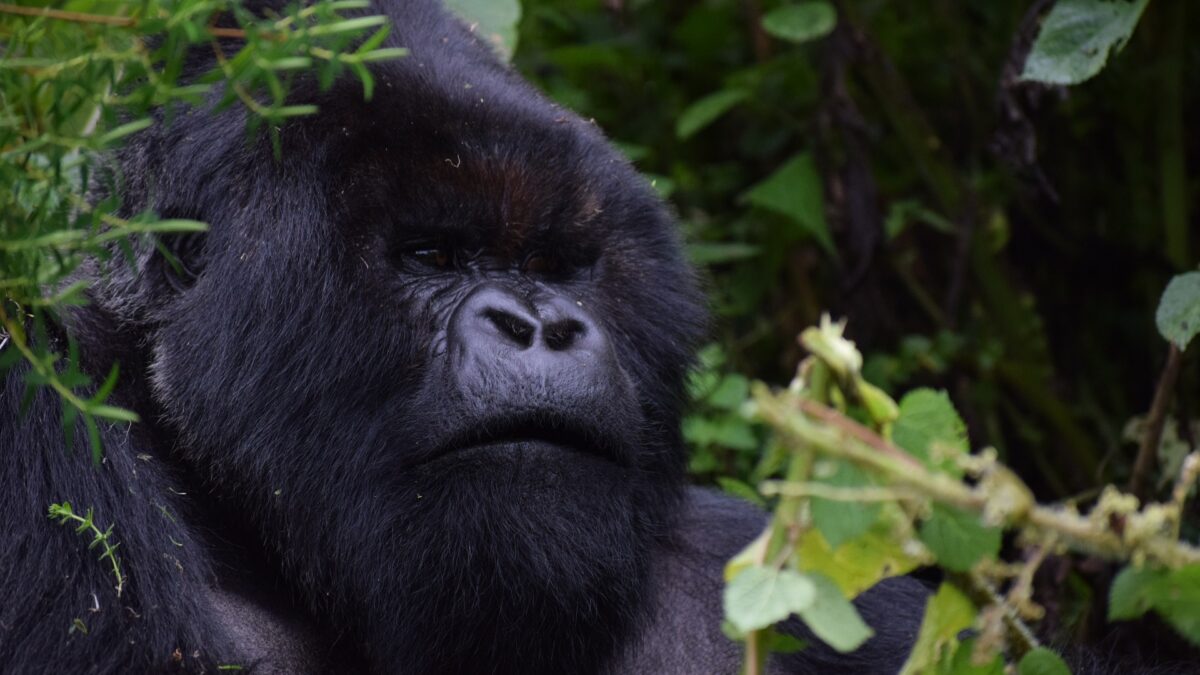 How Many Miles do you Walk to see Gorillas - Latest Gorilla Trek Tipping Guidelines