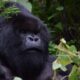 How Many Miles do you Walk to see Gorillas - Latest Gorilla Trek Tipping Guidelines