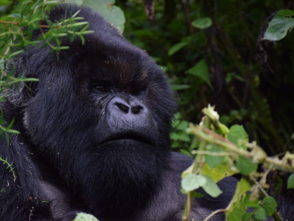 How Many Miles do you Walk to see Gorillas - Latest Gorilla Trek Tipping Guidelines