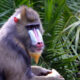 Where to see the Mandrills in Africa