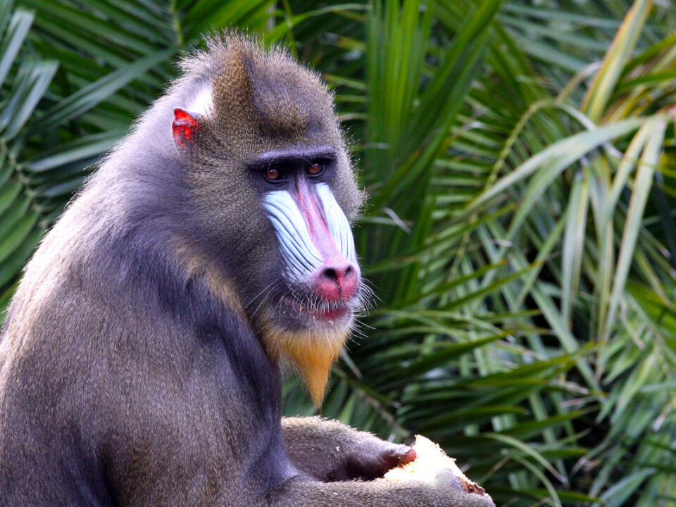 Where to see the Mandrills in Africa