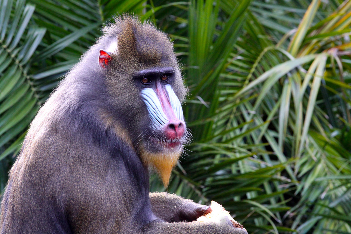 Where to see the Mandrills in Africa